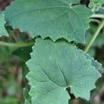 Lophospermum erubescens 葉