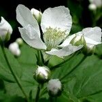 Rubus allegheniensis Kvet