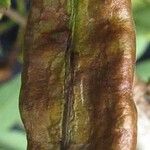 Diphysa americana ᱡᱚ