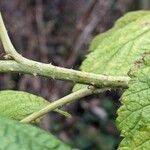 Rubus idaeus Bark