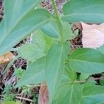 Vincetoxicum hirundinaria Leaf