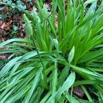 Allium siculum Leaf