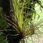 Tillandsia festucoides Costuma