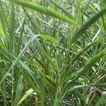 Setaria viridis ഇല