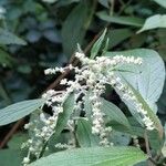 Gesnouinia arborea Flower