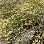 Baccharis sarothroides Hoja