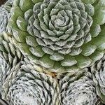 Sempervivum arachnoideum Fuelha