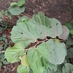 Grewia asiatica Leaf