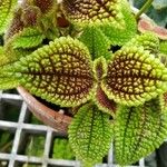 Pilea involucrata Ліст