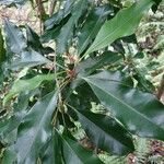 Syzygium aromaticum Folha