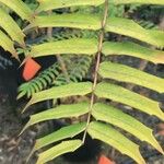 Berberis oiwakensis Leaf