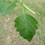 Solanum nigrum برگ