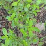 Lippia micromera Лист