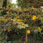 Fremontodendron californicum Хабит