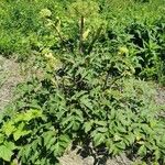 Angelica atropurpurea Leaf