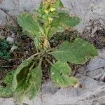 Carlina vulgaris 花