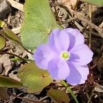 Plagiorhegma dubium Kvet
