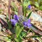 Veronica bellidioides Fula