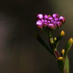 Iberis procumbens 花