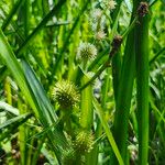 Sparganium americanum Blodyn