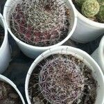 Mammillaria wrightii Hoja