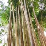 Phyllostachys vivax Habit