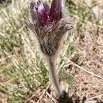 Anemone montana Цвят