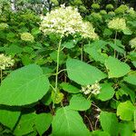 Hydrangea arborescens Leaf