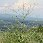 Neslia paniculata Habit