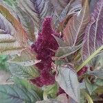 Amaranthus hypochondriacus Blomst