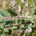 Cotoneaster integerrimus Likasa