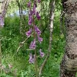 Aconitum septentrionale Цвят