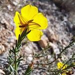 Fumana ericoides Blüte