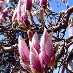Magnolia × soulangeana Прочее