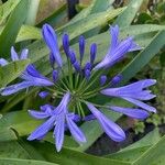 Agapanthus africanus Blomst