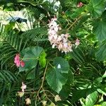 Begonia minor Hostoa