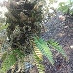 Pleopeltis polypodioides Frunză