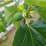 Ficus carica Vaisius