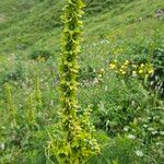 Veratrum lobelianum फूल