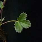 Potentilla argyrophylla Natur