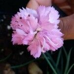 Dianthus barbatus花