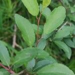 Prunus japonica 葉