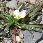 Calandrinia acaulis Агульны выгляд