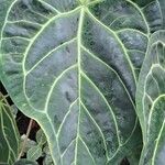 Anthurium clarinervium List