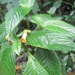 Gasteranthus wendlandianus Leaf