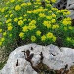Euphorbia squamigera Kvet