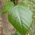 Erythrina variegata Blad