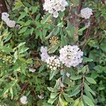 Spiraea cantoniensis Blüte