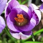 Crocus corsicus Flower