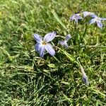 Ipheion uniflorum Flor